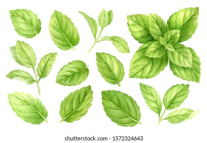 Fresh mint leaves and stems isolated on white background, top view. Close up of peppermint. Spice medical and kitchen herbs digital clip art.Watercolor food and healthcare illustration