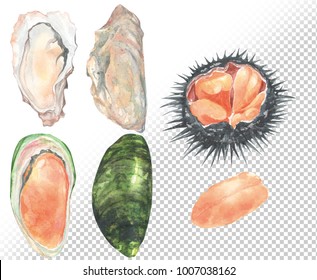 Fresh Oysters Mussel   Sea urchin set  Hand drawn illustration in water color style Sea urchin is popular sushi called Uni in Japanese language easy die cut by clipping mask 