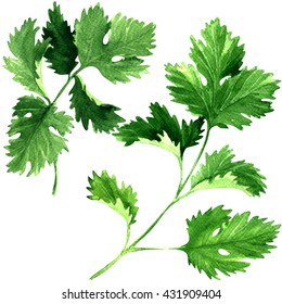 Fresh Parsley Herb Leaves Isolated, Watercolor Illustration On White