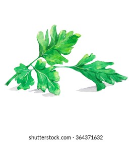 Fresh Parsley Isolated On White Background. Watercolor Painting.