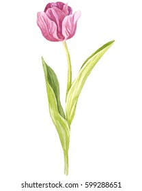 Botanical Art Watercolor Pink Pale Lily Stock Illustration 698028913 ...