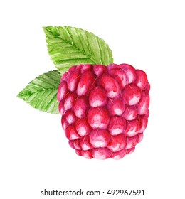 Fresh Raspberry Watercolor Illustration Stock Illustration 492967591 ...