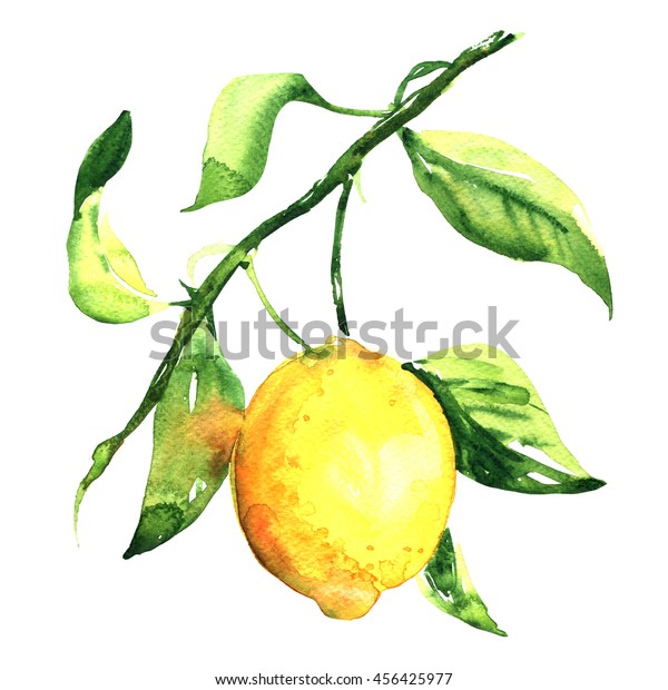 枝に新鮮な熟したレモンと葉 水彩イラスト のイラスト素材