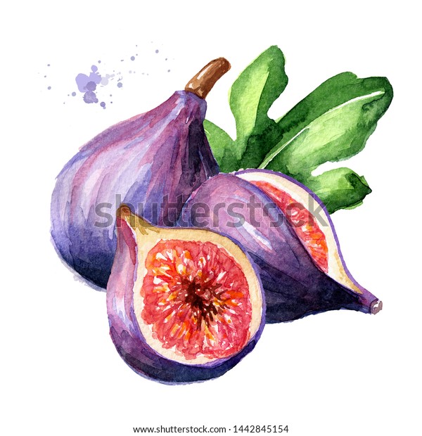 新鮮な熟した紫のイチジクの果実と葉のスライス 白い背景に水彩の手描きのイラスト のイラスト素材