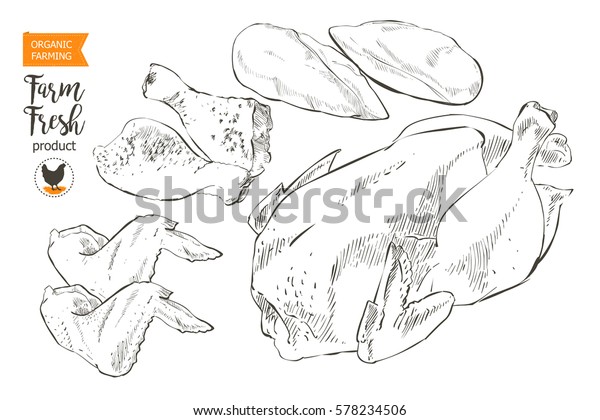 Fresh row chicken meat divided into\
parts. Isolated on a white vintage sketch hand\
drawing