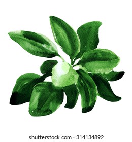 Fresh Sage, Watercolor Painting On White Background