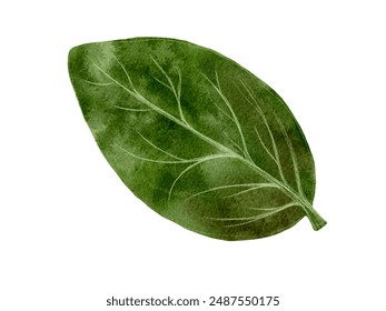 Fresh spinach leaf with keywords related to agriculture, cooking, nutrition, and healthy eating - Powered by Shutterstock