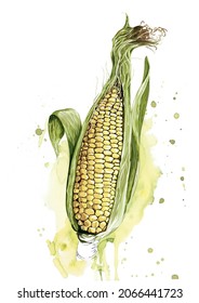 Fresh Sweetcorn In Husk Illustration