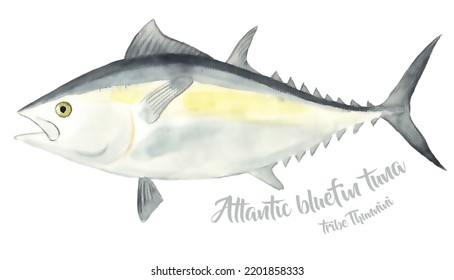 Fresh Tuna Fish Whole Isolated On White Background. Marine Food Fish, Whole Fresh Saltwater Fish, Seafood, Close-up, Hand Drawn Watercolor Drawing Illustration. 