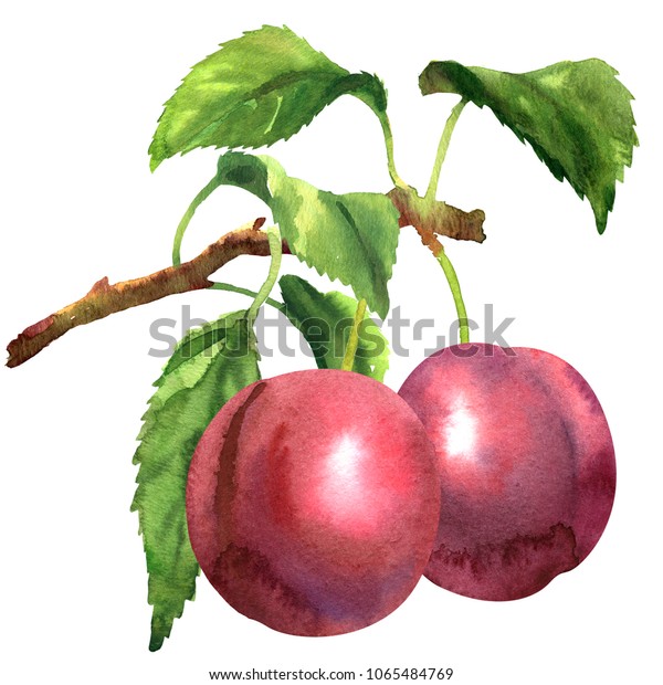 枝に新鮮な2つの赤い果実と葉 白い背景に手描きの水彩イラスト のイラスト素材