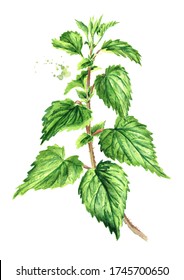 Fresh Young Green Nettle Herb On The Stem. Hand Drawn Watercolor Illustration, Isolated On White Background