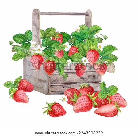 Freshly picked strawberries in a wooden box. Bright watercolor illustration, pure colors. Wooden crate with farm-grown berries. Ingredient for tea, yogurt, aromatic additive in cosmetics.