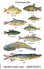 Freshwater Fish Biological Illustration With Name