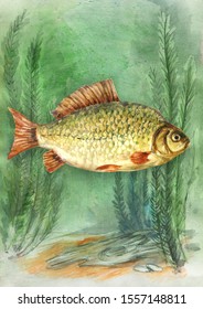 Freshwater Fish Crucian Underwater Sketch Stock Illustration 1557148811 ...