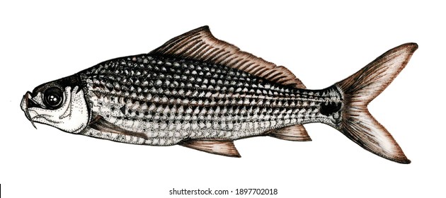 Poisson Eau Douce Images Photos Et Images Vectorielles De Stock Shutterstock