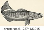 The freshwater fish -  zander (Sander lucioperca). Antique stylized illustration.