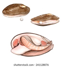 Freshwater Pearl Mussel Margaritifera Margaritifera