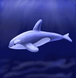 Friendly Killer Whale In Sea Or Ocean. Underwater Animal Hand Drawn Painting