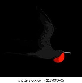 Frigatebird Bird Illustration Without Background