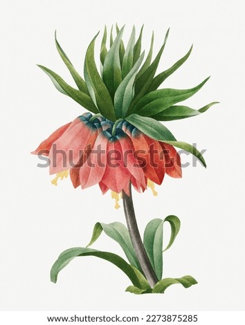 Fritillaria Imperialis. Beautiful flower illustration. Vintage flower painting. Vintage flower illustration for wall art.