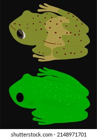 Frog Of The Amphibian Family Hylidae In Day Time And Then Night Transformation.