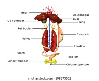Animal Circulatory System Images, Stock Photos & Vectors | Shutterstock