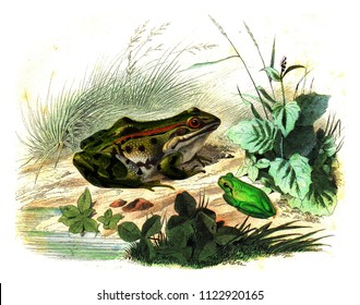 Frog, The Green Queen, Vintage Engraved Illustration. Natural History From Lacepede.
