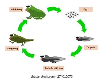 Frog Life Cycle