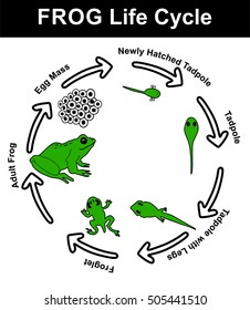 Frog Life Cycle (all stages: egg mass, newly hatched tadpole, tadpole, tadpole with legs, froglet, and adult frog) - Educational Material