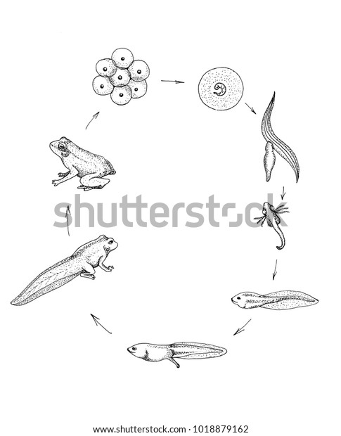 Frog Life Cycle Black White Drawing Stock Illustration 1018879162