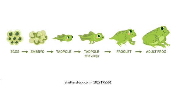 Frog Life Cycle. Egg Masses, Tadpole, Froglet, Frog Metamorphosis. Wild Water Animals, Evolution Development Toads Cartoon  Diagram. Illustration Amphibian, Frog Development