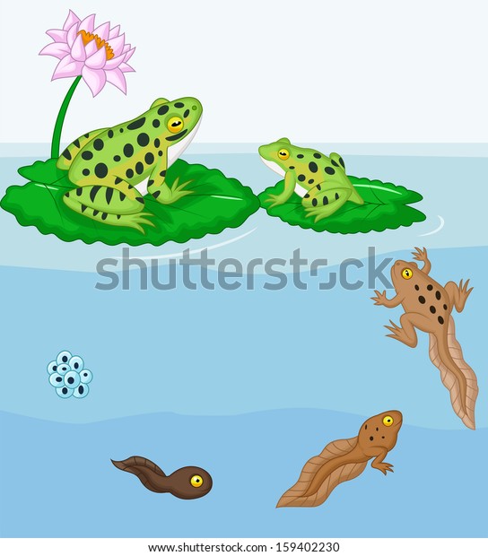 Frog Metamorphosis Stock Illustration 159402230