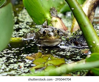 frog in a pond looking to you