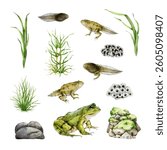 Frog stage development with natural elements realistic painted set. Hand drawn frog, spawn, tadpole, grass, rocks watercolor illustration set. Amphibian life element collection on white background