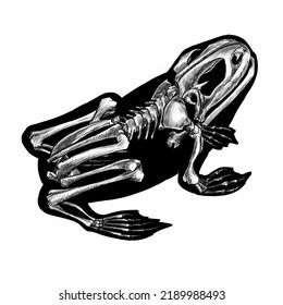 frog skeleton clipart