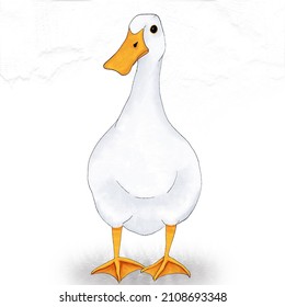 Front Duck Front View White Duck Stock Illustration 2108693348 ...