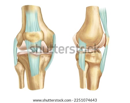 Front and side anatomical view of an human knee. Digital illustration. Stock foto © 