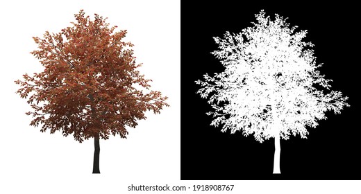 Front view of Alder Tree. PNG with alpha channel to cutout. Made from 3D model for compositing.