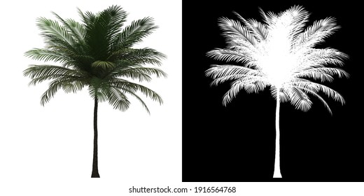 Front view of Coconut Palm Tree. PNG with alpha channel to cutout. Made from 3D model for compositing.