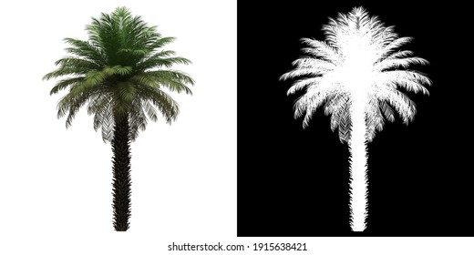 Front view of Date Palm Tree. PNG with alpha channel to cutout. Made from 3D model for compositing.
