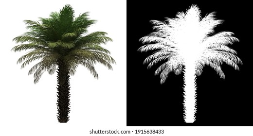 Front View Of Date Palm Tree. PNG With Alpha Channel To Cutout. Made From 3D Model For Compositing.