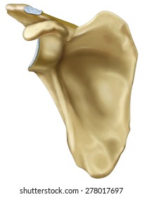 Front View Of Human Scapula,