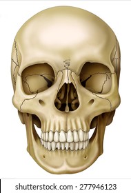 Phrase Absolutely The facial skeleton Exact The facial skeleton