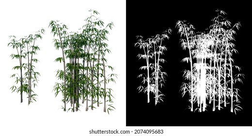 Front view of Plant (Bamboo 2) Tree white background 3D Rendering Ilustracion 3D	