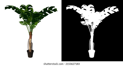 Front View Of Plant ( Big Monstera 1) Tree Png With Alpha Channel To Cutout Made With 3D Render