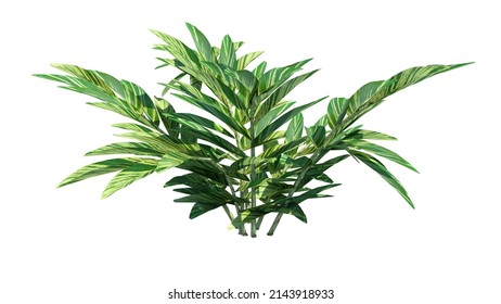 Front view of Plant (Bitter Ginger) Tree white background 3D Rendering Ilustracion 3D	