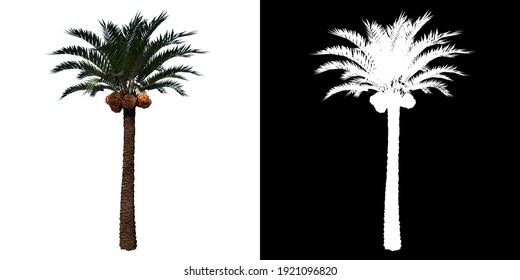 Front View Of Plant (Coconut Palm Tree 1) Tree Png With Alpha Channel To Cutout Made With 3D Render 