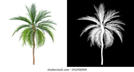 Front View Of Plant ( Curly Palm 1) Tree Png With Alpha Channel To Cutout Made With 3D Render 