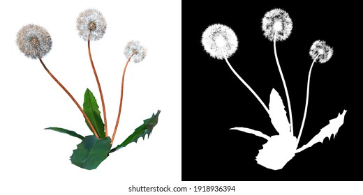 Front View Of Plant (Dandelion Taraxacum Officinale 1) Tree Png With Alpha Channel To Cutout Made With 3D Render 