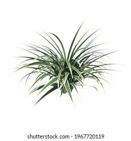 Front view of Plant (Dianella Tasmanica ) Tree white background 3D Rendering Ilustracion 3D